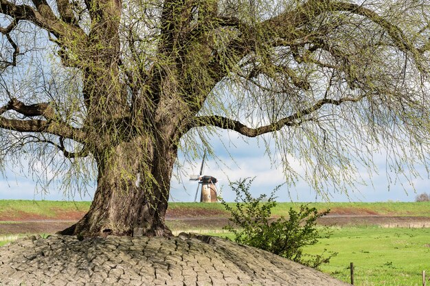 Closeup shot of a tree in a green field during daytime