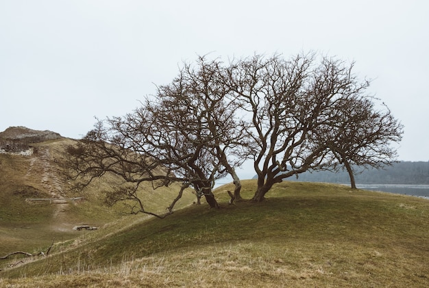 Free Photo closeup shot of a tree on a green landscape under a clear sky