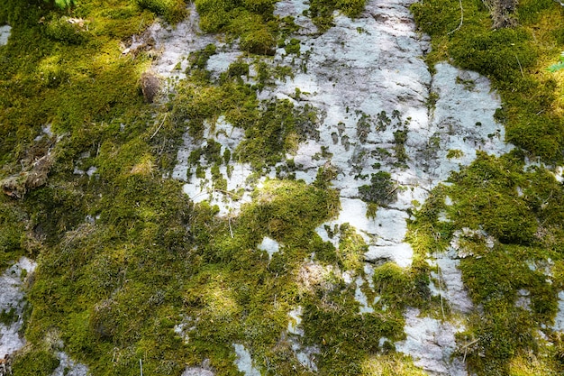 Free photo closeup shot of a tree trunk covered with moss near the lake called sulfner, south tirol, italy