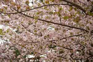 Free photo closeup shot of a tree with flowers on its branches