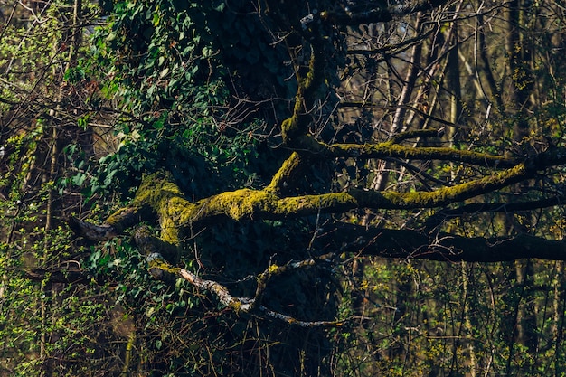 Free Photo closeup shot of trees and greenery in maksimir park in zagreb croatia during springtime