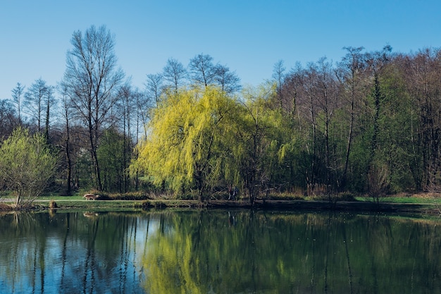 Free photo closeup shot of trees and a lake in maksimir park in zagreb croatia during springtime