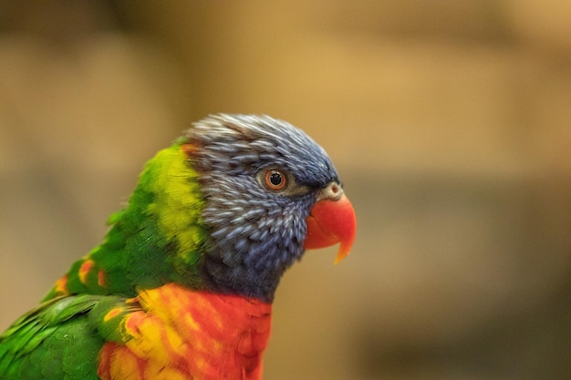 Free photo closeup shot of a trichoglossus lorikeet bird perched on branch