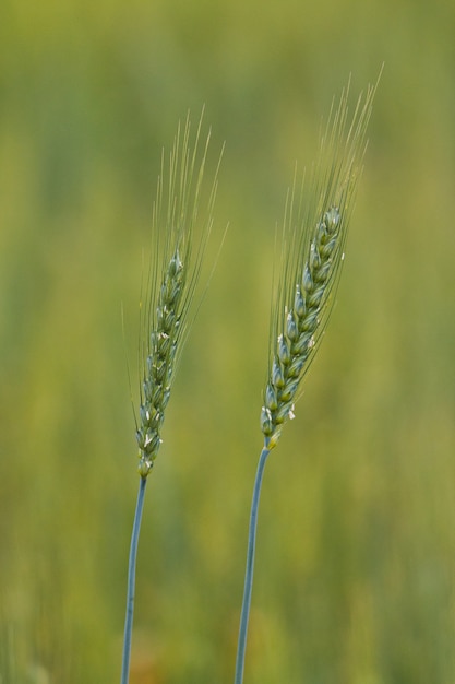 Free photo closeup shot of triticale plants with blurred background