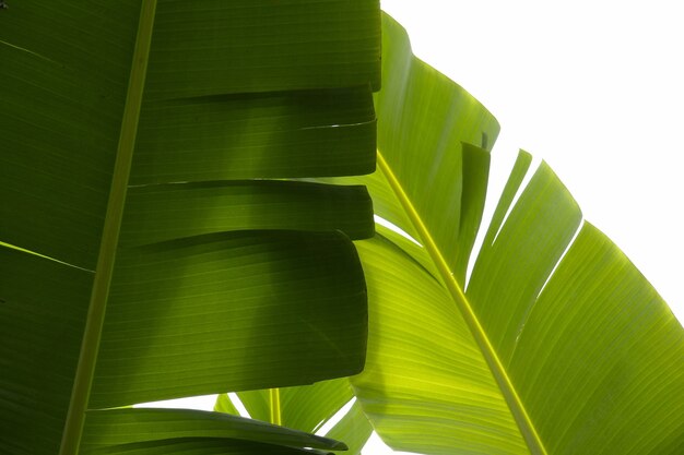 Closeup shot of tropical green plants with a white background