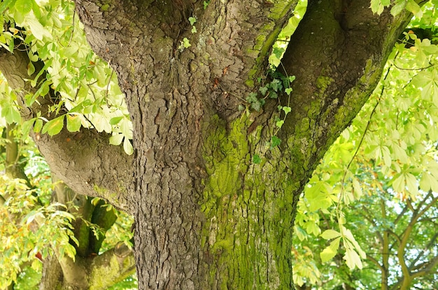 Closeup shot of the trunk of a tree in the park