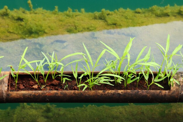 Closeup shot of a tube with green plants in it