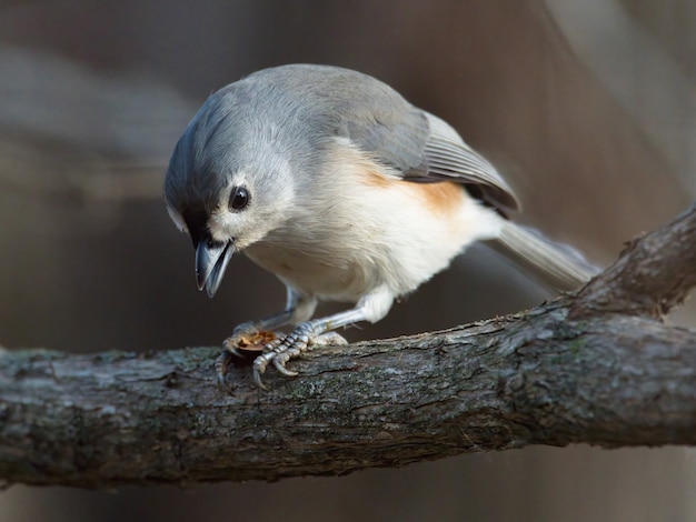 Free Photo closeup shot of tufted titmouse