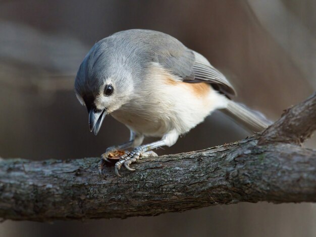 Closeup shot of tufted titmouse