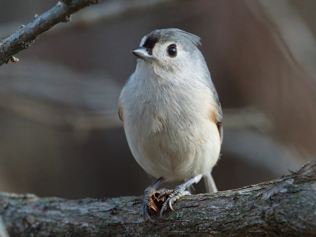 Free photo closeup shot of tufted titmouse