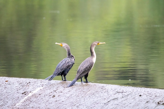 Closeup shot of two cormorant birds on a lake shore