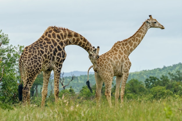 Free Photo closeup shot of two giraffes walking in a green field during daytime