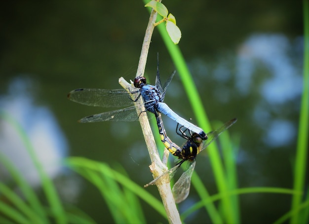 Closeup shot of two mating dragonfly with blurred background