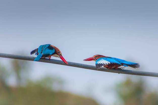 Free photo closeup shot of two red-beaked birds sitting on a rope