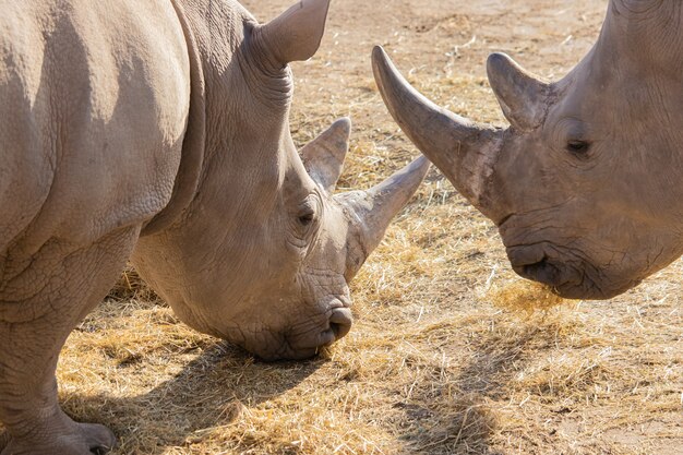 Closeup shot of two rhinoceros eating hay with a beautiful display of their horn and textured skin