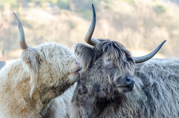 Free Photo closeup shot of two shaggy yaks