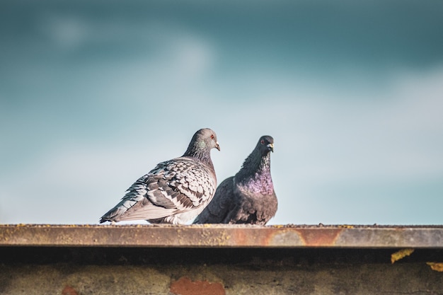 Free photo closeup shot of two stock doves standing on the roof