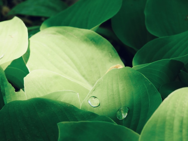 Free photo closeup shot of two water drops on a green leaf during daytime