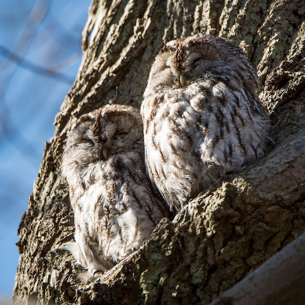 Closeup shot of two western screech owls perched on the tree