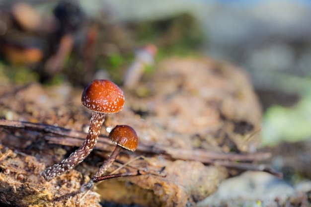 Closeup shot of two wild mushrooms on a blurred scene