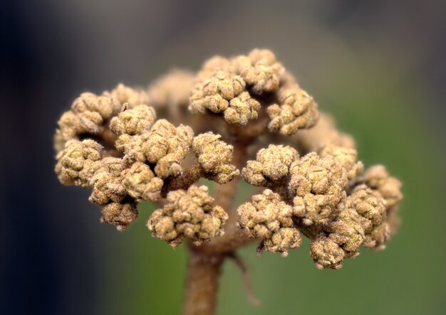 Closeup shot of a unique flower