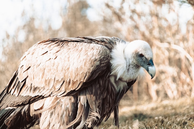 Free photo closeup shot of a vulture on the ground with sepia tones