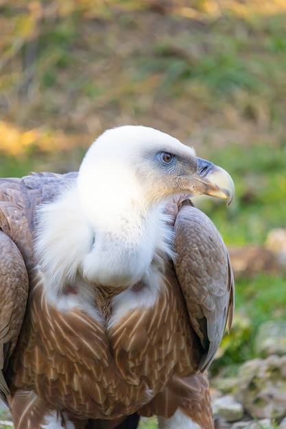 Free photo closeup shot of a vulture's head with watchful eyes