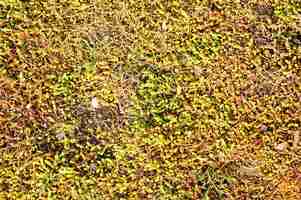 Free photo closeup shot of a wall with moss and plants growing