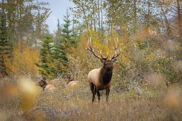 Closeup shot of a wapiti deer in a forest