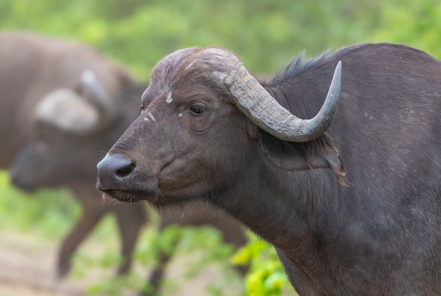 Closeup shot of a Water buffalo surrounded by greenery in a park under the sunlight at daytime