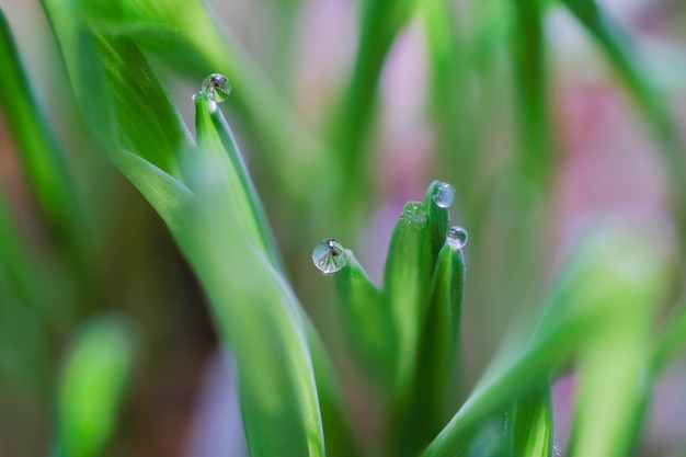 Free photo closeup shot of water droplets on green grasses