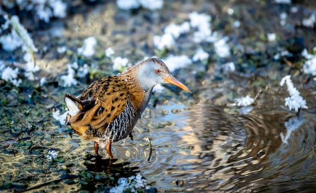 Free photo closeup shot of a water rail bird