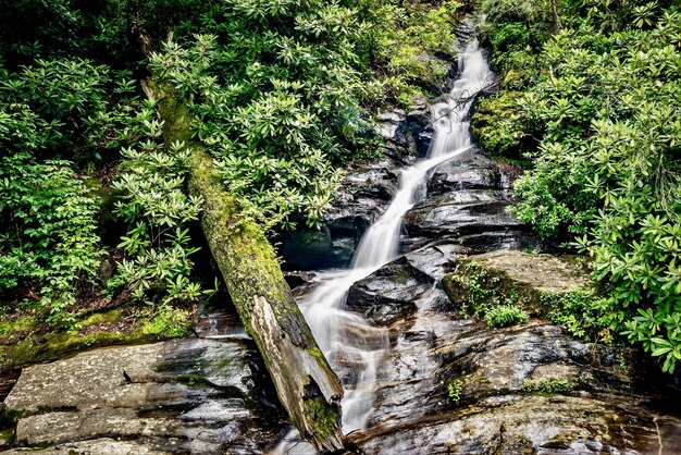 Closeup shot of a water stream in the forest surrounded by greenery