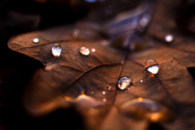 Free Photo closeup shot of waterdrops on a dry maple leaf