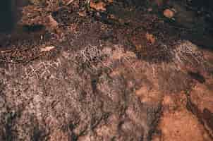 Free photo a closeup shot of a wet and mossy rock