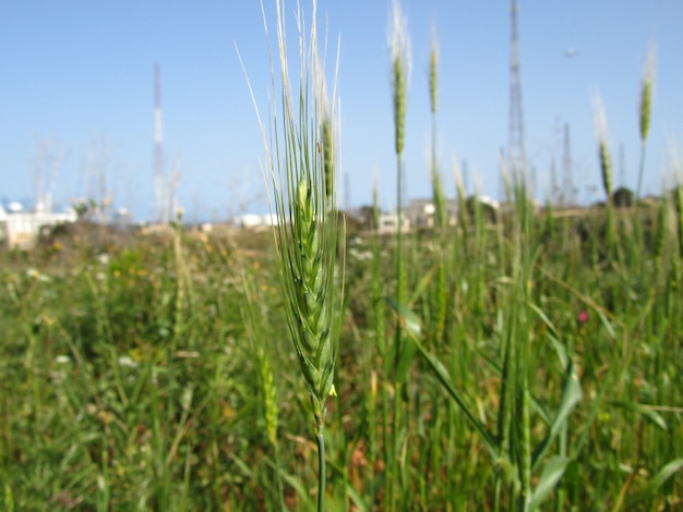 Free Photo closeup shot of wheat grain crop growing in the field