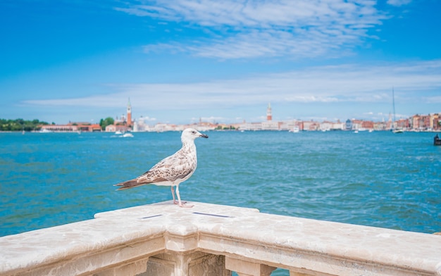 Free photo closeup shot of a white bird sitting on a marble fence in venice, italy