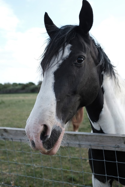 Free photo closeup shot of a white and black horse in a farmland