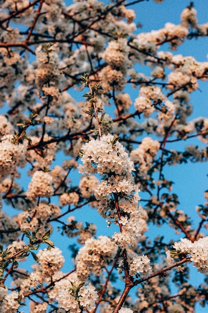 Closeup shot of a white blooming cherry tree