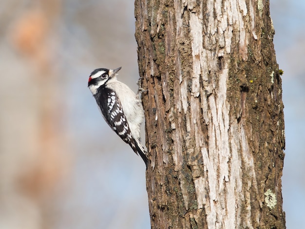 Free photo closeup shot of white-breasted nuthatch