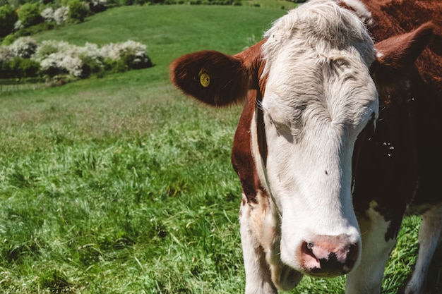 Free photo closeup shot of a white and brown cow grazing on the pasture during daytime