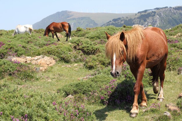 Closeup shot of white and brown horses grazing on a green hilltop field under the blue sky