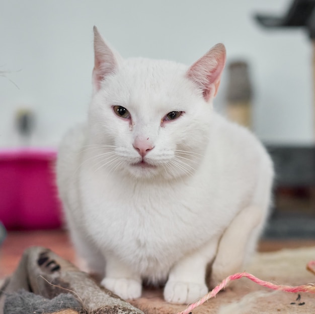 Free photo closeup shot of white cat sitting on a rag in the house