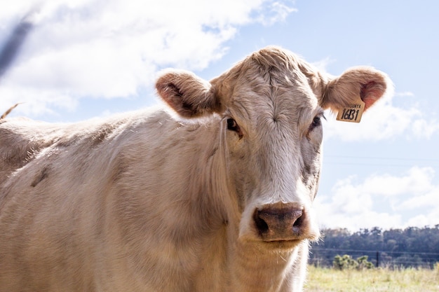 Free photo closeup shot of a white cow in a farmland