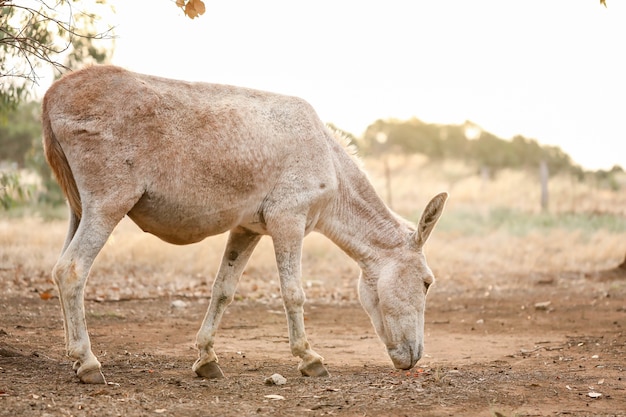 Free photo closeup shot of white donkey in farmland