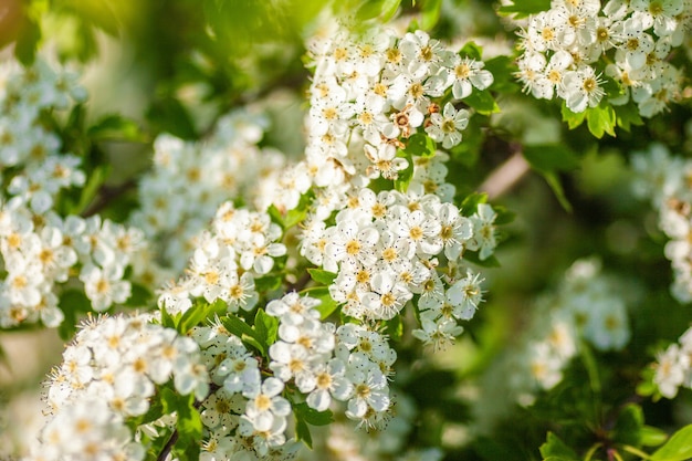 Closeup shot of the white flowers on a sunny day