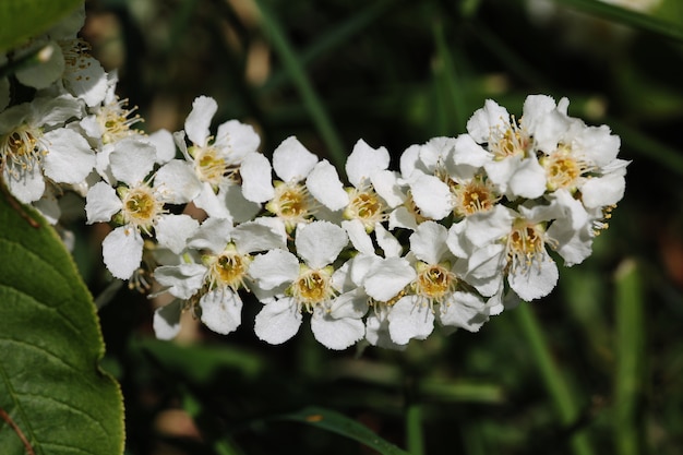 Free Photo closeup shot of white flowers on the tree branches