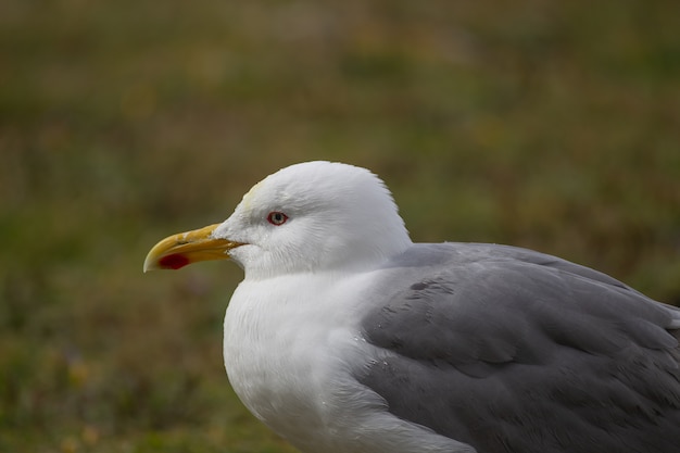 Closeup shot  of a white and gray seagull