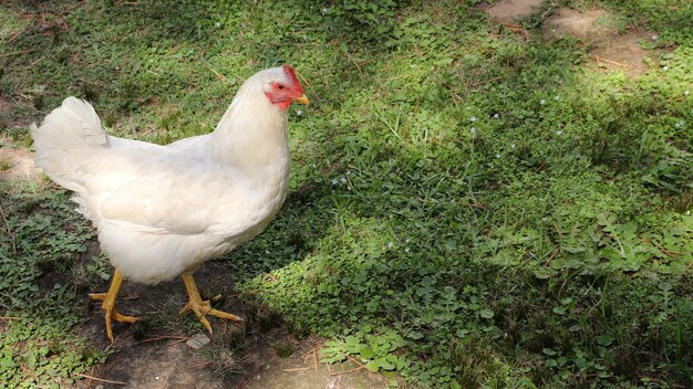 Closeup shot of a white hen walking in a field