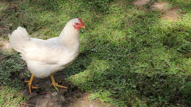 Closeup shot of a white hen walking in a field